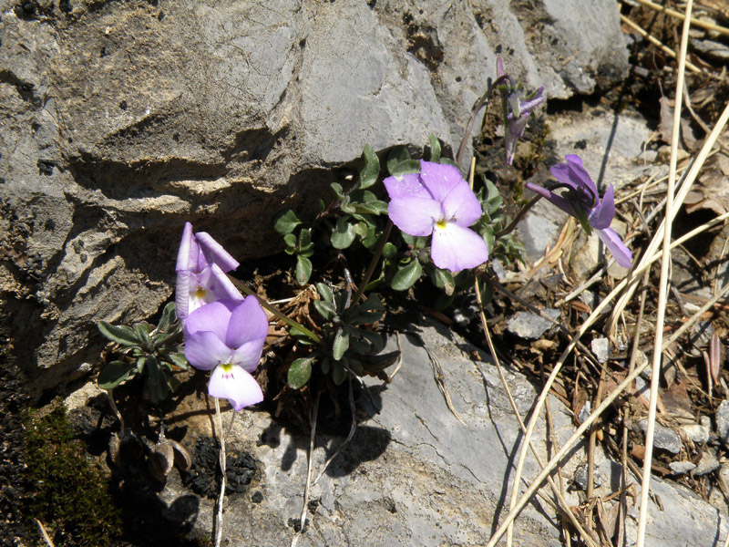 Viola valderia / Viola di Valdieri